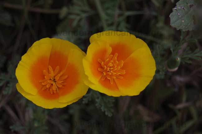 Blüten auf Gran Canaria